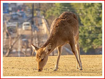 奈良のゴミ屋敷片付け写真