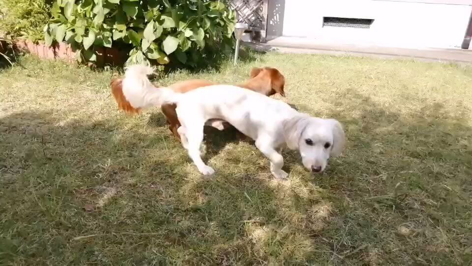 保護された犬たち