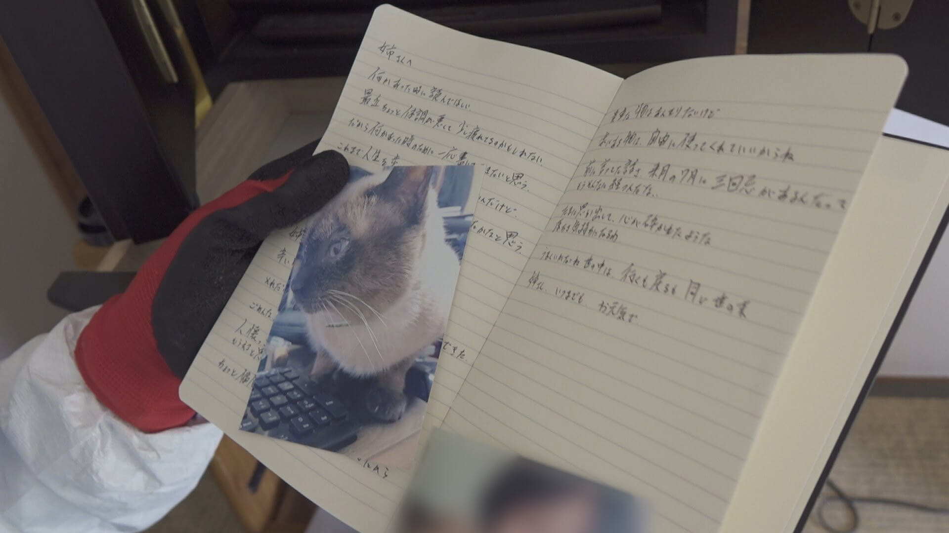 遺書に挟まっていた猫の写真