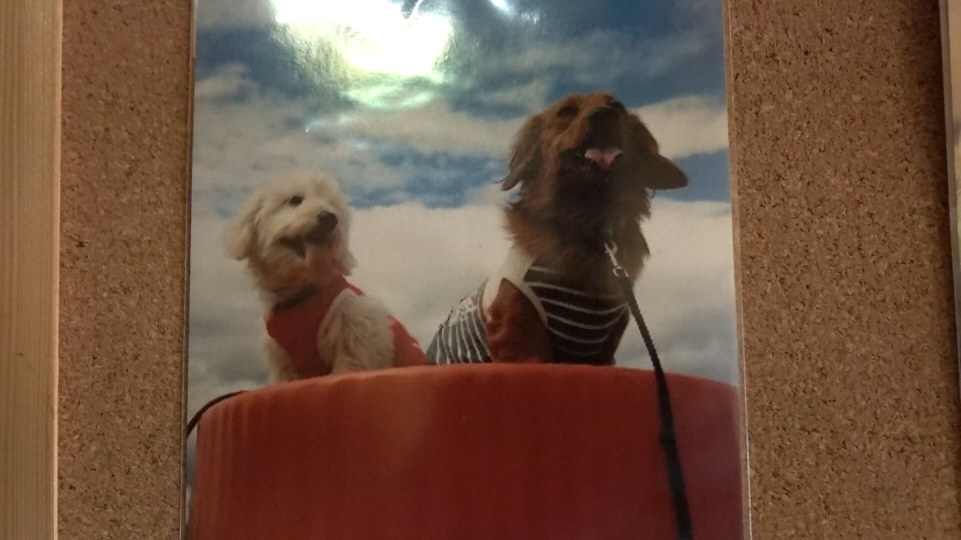 愛犬の写真