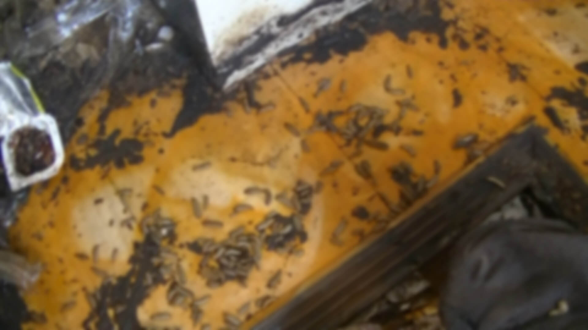 ゴミ屋敷のウジ虫