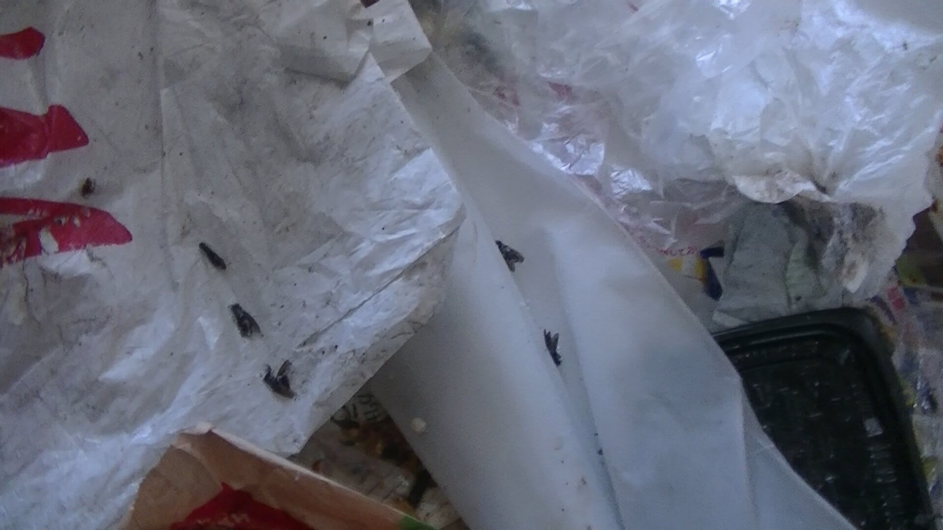 ゴミ屋敷のハエ